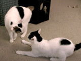Ces Bobtail Japonais se battent