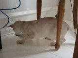 Un Burmilla chasse une mouche
