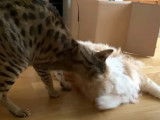 Grosse tension entre ces deux Chausie