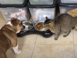 Grosse bagarre entre un Bouledogue Français et un chat Européen