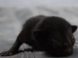 Premiers miaulements pour ce chaton Elf-Cat