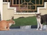 Des chats Asiatiques qui se bagarrent