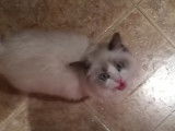 Un chaton de race Ragdoll qui miaule fortement