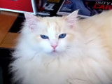 Un chat de race Ragdoll est en train de miauler