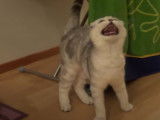 Un chat Scottish Fold qui miaule pour avoir à manger