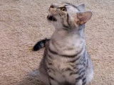 Un Mau Egyptien qui miaule pour se faire comprendre