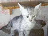 Un chaton Mau Egyptien qui semble très vif