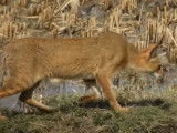 Un chat Jungala chasse un oiseau