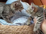 Des chatons Bobtail American qui se retrouvent après une séparation