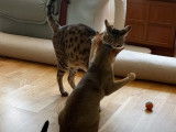 Un Savannah et un Chausie se battent