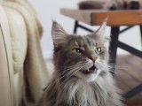 Un Maine Coon répond en miaulant à son prénom