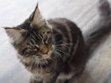 Deux Maine Coon sont en train de miauler