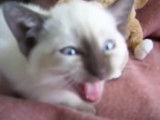 Un chaton Siamois miaule puis s'endort