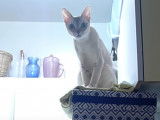 Un chat de race Singapura est perché en haut du frigo et miaule