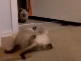 Un fratrie de chatons Siamois sont en train de chahuter