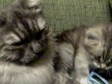 Un maman Sibérien communique avec ses chatons