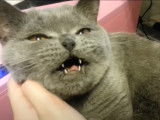 Un British Shorthair miaule en étant câliné