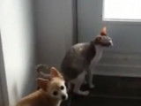 Un chat Cornish Rex miaule pour sortir dehors