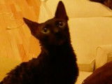Un chat Cornish Rex essaie de communiquer avec son maitre