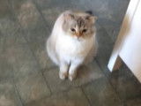 Un British Shorthair communique avec son maitre en miaulant