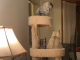 Deux chats British Shorthair qui semblent agressifs