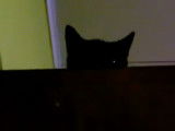 Un chat Kohana qui est agressif envers son maitre