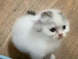 Des chatons Scottish Fold veulent communiquer avec leur maitre
