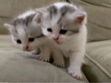 Deux chatons Scottish Fold communiquent avec leur maitre