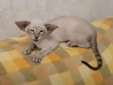 Un chaton Oriental miaule pour s'exprimer