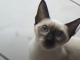 Un chat Siamois près à tout pour communiquer avec son maitre