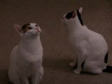 Deux Bobtail Japonais qui sont bavards