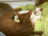 Des chats Oriental Shorthair qui se bagarrent