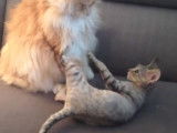 Un Maine Coon et un Devon Rex se battent