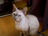 Un chat Devon Rex qui miaule en regardant son maitre