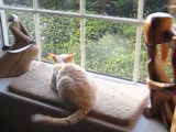 Deux Devon Rex excités à la vue d'oiseaux par la fenêtre