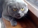 Le miaulement d'un chat en colère
