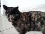 Une chatte en chaleur miaule et se roule sur le sol