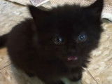 Le miaulement d'un petit chaton