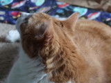 Le miaulement rauque d'un chat