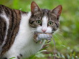 Un chat tenant une petite souris morte dans sa gueule