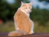Un chat de dos mais tournant la tête vers le photographe