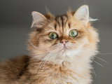 Un chat avec de grands yeux et de la bave sur un fond gris