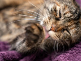 Un chat se lèche la patte
