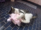 Un chat joue avec un rouleau de papier toilette