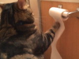 Un chat s'amuse à dérouler le papier toilette