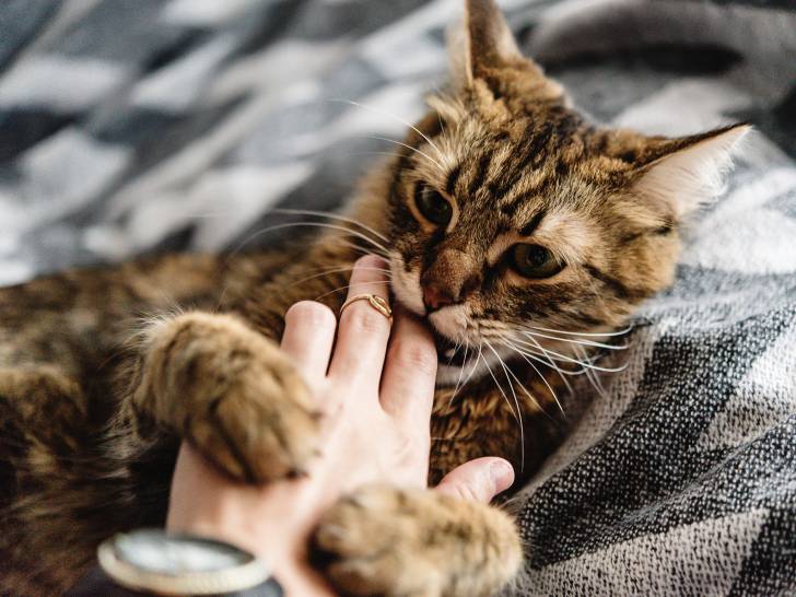 L Agressivite Du Chat Qui S Ennuie