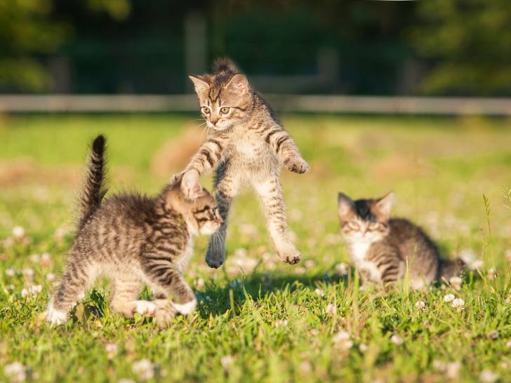 L'agressivité du chaton - Chat agressif : les causes de l'agressivité du chat