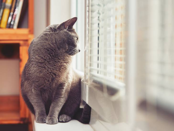 Un chat contemple l'extérieur depuis la fenêtre