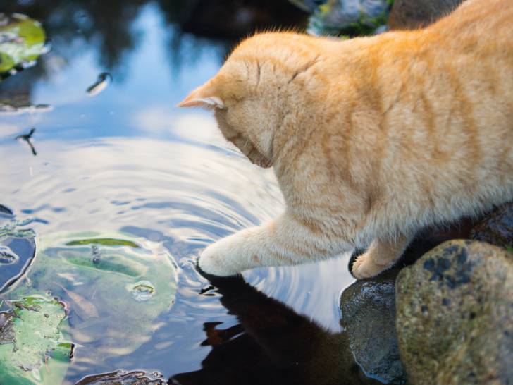 Un chat roux se méfie de l'eau