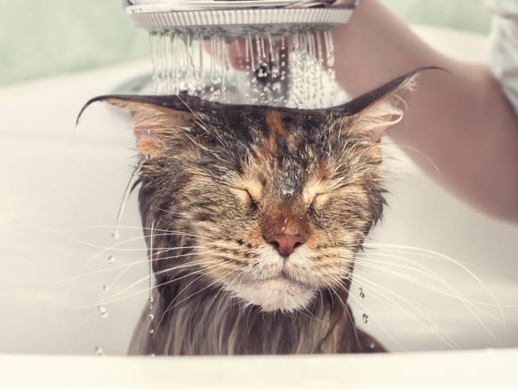 Un chat se fait laver dans la baignoire